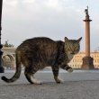 Всемирный день петербургских котов 2014