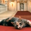 День рождения Санкт-Петербургского Музея кошки