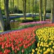Фестиваль тюльпанов