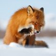 Рыжий фестиваль Ginger Fox Day