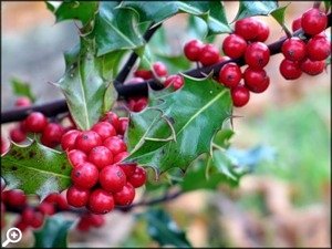 Прогулка по Ботаническому саду «Новогодние растения мира»