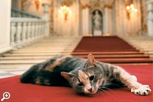 День рождения Санкт-Петербургского Музея кошки