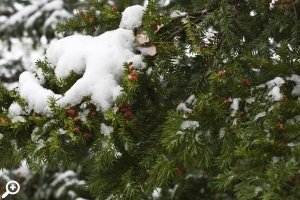 Детский игровой маршрут по парку «В поисках новогодней ёлочки»