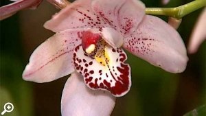 Выставка орхидей в Ботаническом саду