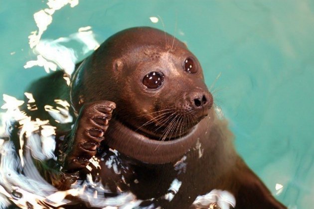 Байкальская нерпа детеныш