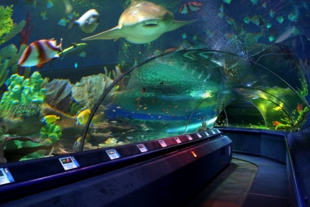 аквариум на марата