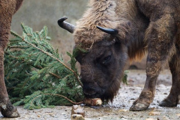Петербуржцы смогут сдать свои новогодние елки на корм зубрам