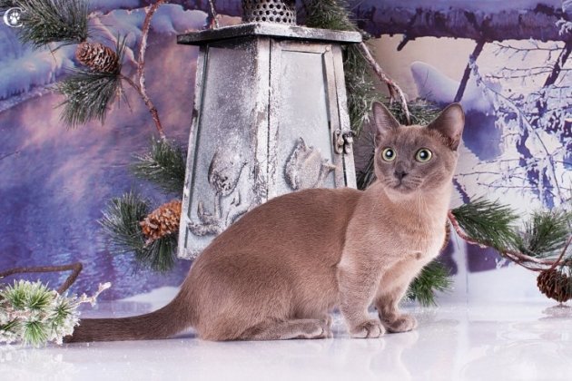ежегодная выставка кошек редких пород в ТРЦ «Питерлэнд»