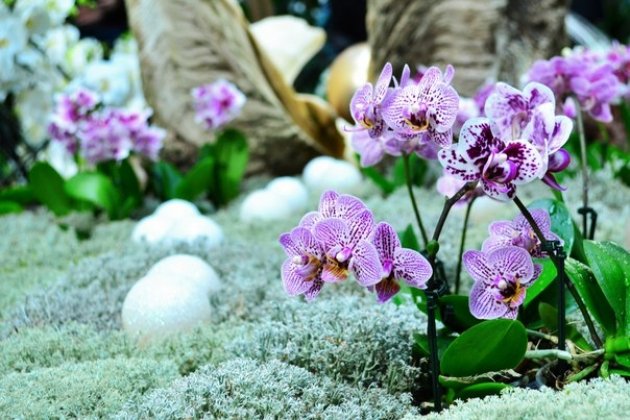 Выставка орхидей  в Ботаническом саду «Осколки радуги 2015»