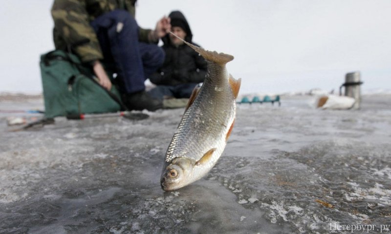 Рыбалка: новости с водоемов СПб
