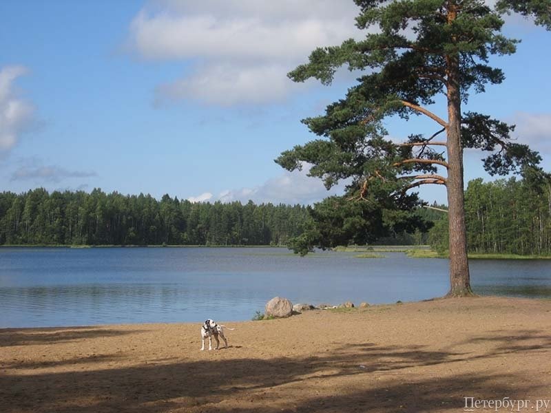 Шашлыкомания: все, что вы хотели знать о приготовлении шашлыка в Петербурге, но не знали у кого спросить