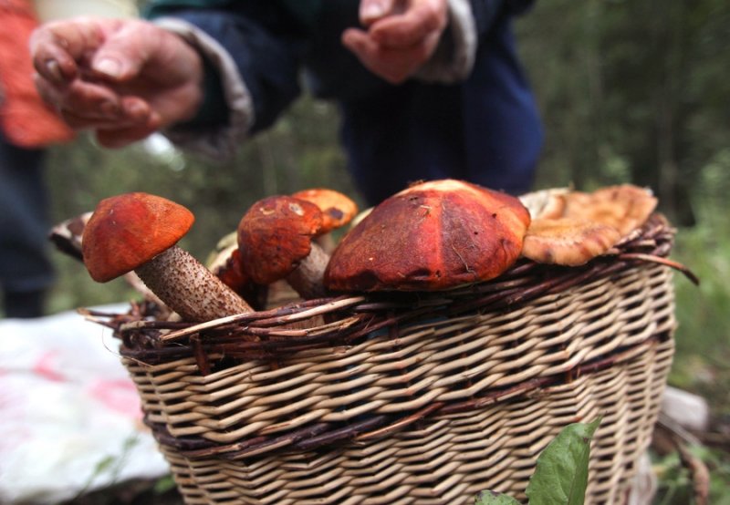 где собирать грибы в ленинградской области в 2014 году