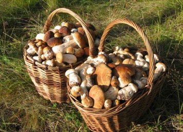 грибы в спб